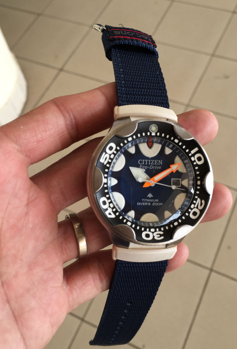 citizen orca watch